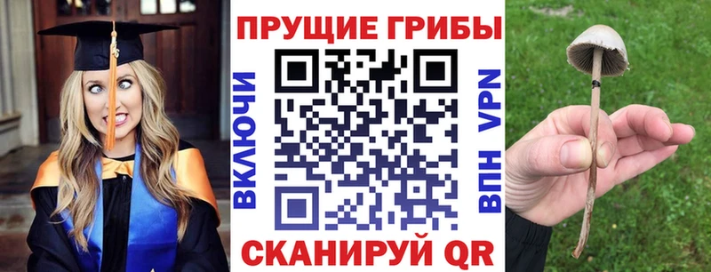 Галлюциногенные грибы Psilocybe Сычёвка